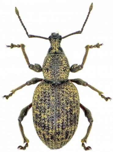 Otiorhynchus pupillatus